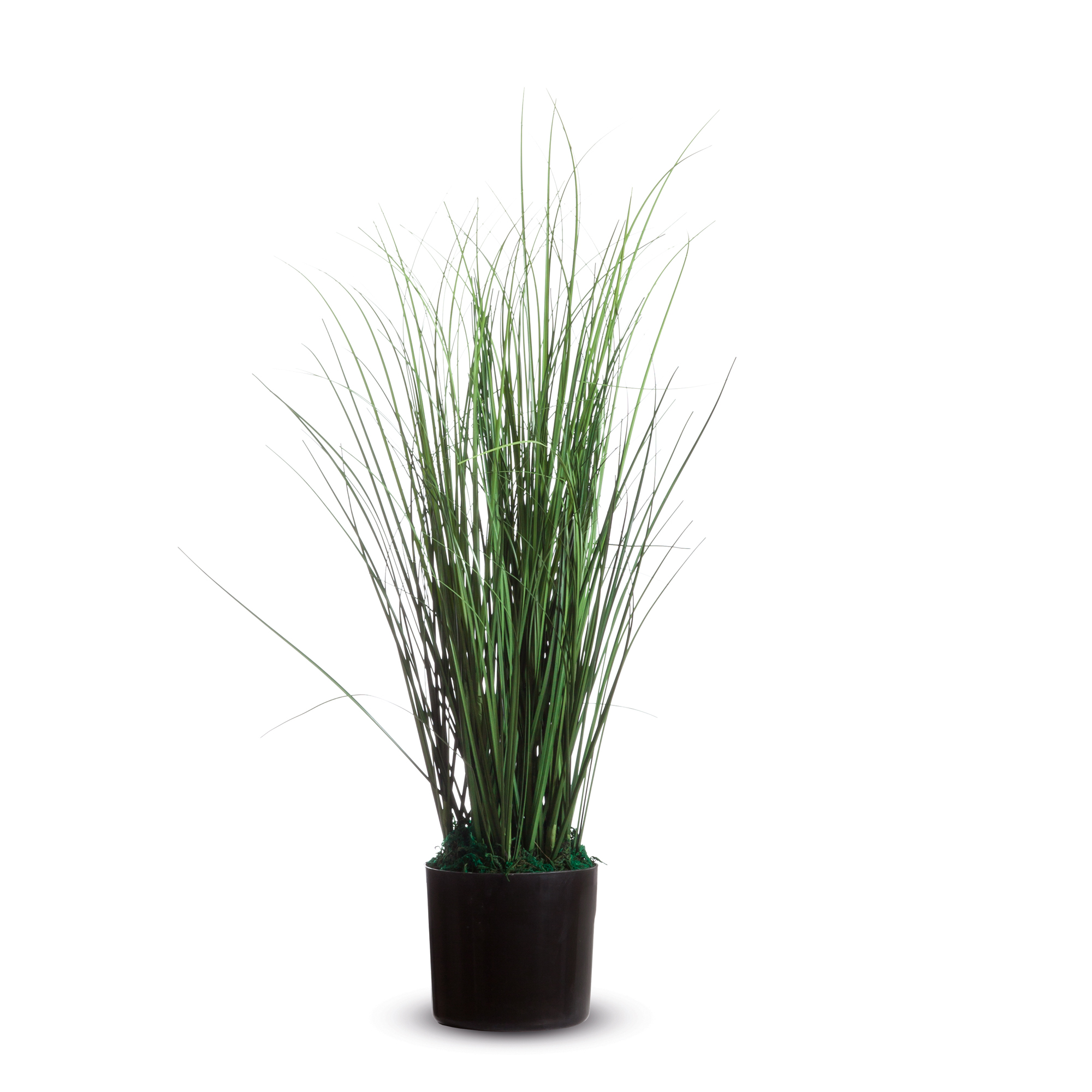 Pianta ornamentale - erba - H 55cm - …